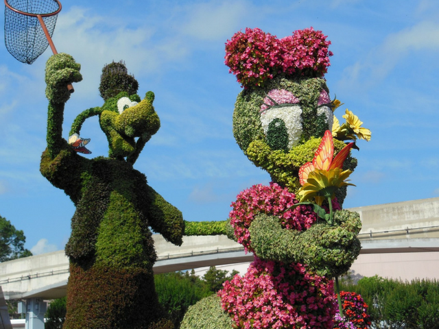 Epcot disney flower and garden festival with goofy and daisy topiary. Spring into life at Walt Disney World!