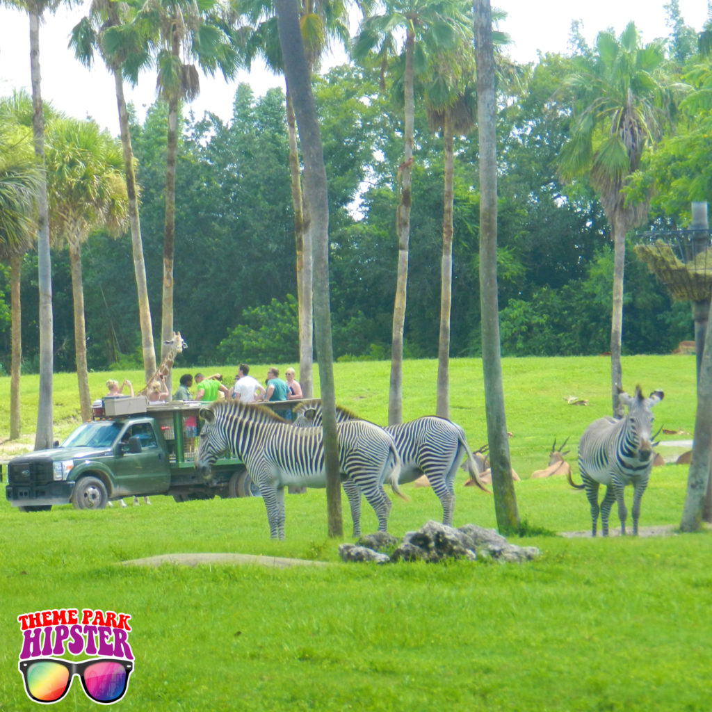 Safari Tour at Busch Gardens Must Do's with Zebras