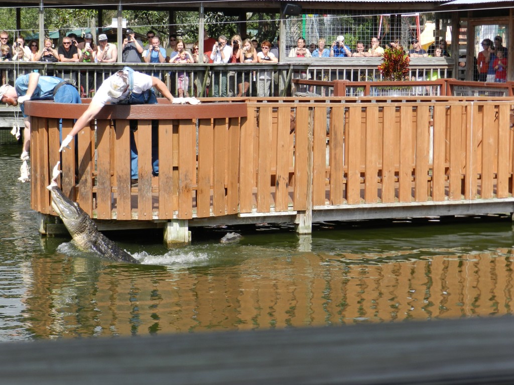 Gatorland in Orlando Florida. Keep reading to learn about things to do in Orlando for Halloween and things to do in Orlando for October.