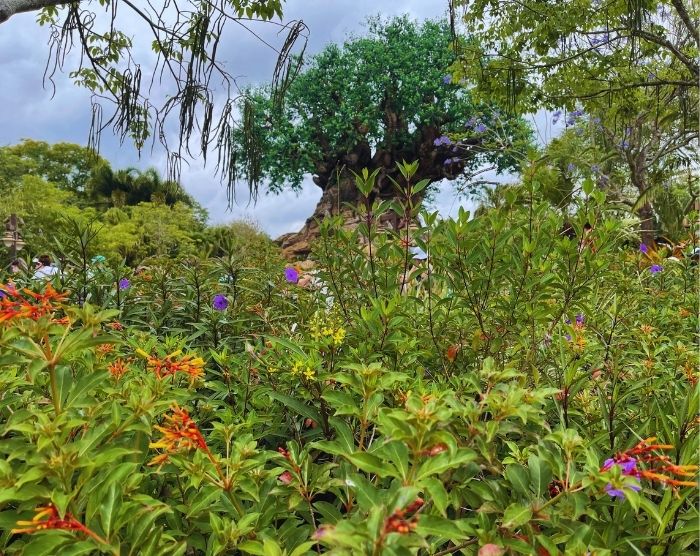 Animal Kingdom Tree of Life. Keep reading to get the best Animal Kingdom rides for solo travel to Disney World.