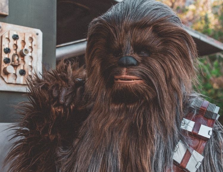 Chewbecca from star wars. Happy May the 4th Be with you Day!