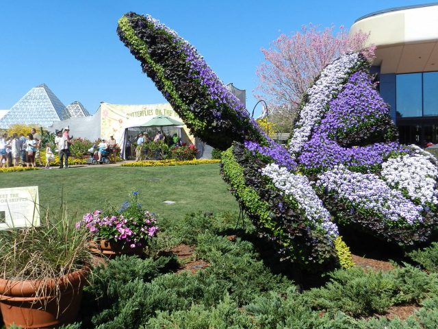Butterfly Topiary at the Flower and Garden Festival 2016