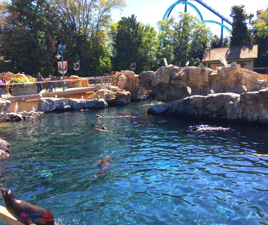 Mako SeaWorld Orlando Seals with Roller coasters in the background.