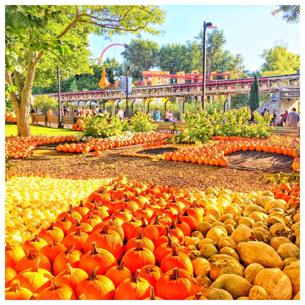 Cedar Point in the Fall, with lots and lots of colorful pumpkins and Top Speed Dragster. Keep reading to learn more about the best things to do at Cedar Point. 