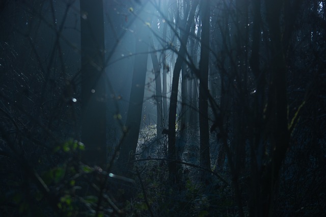 Halloween Lush Forest