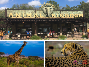 Disney Animal Kingdom SOLO. #DisneyTips #DisneyWorld #AnimalKingdom #DisneyPlanning #SoloTravel #DisneySolo