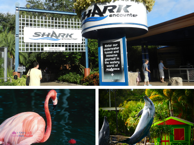 SeaWorld Solo Tips with dolphins and more animals to see. #SeaWorld #orlando #themepark