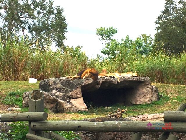 Christmas Town Village at Busch Gardens Holiday Lion Sleeping. Going to Busch Gardens alone doesn't have to be scary. Keep reading for more solo travel tips.