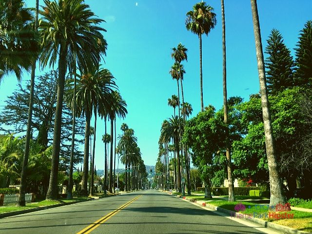 Beverly Hills California Palm Trees 