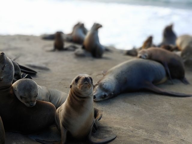 San Diego Zoo with sea lions laying around and relaxing. Keep reading to find out more about a 7 day California road trip itinerary.
