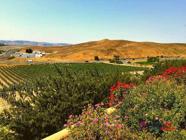 San Francisco Sonoma County Winery and Napa Valley 6