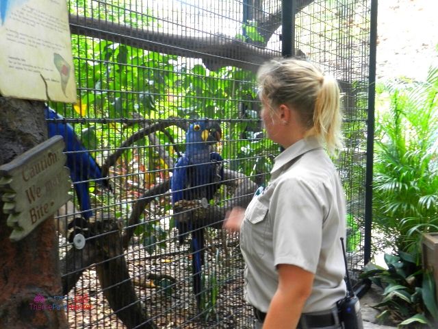 Busch Gardens Team Member Feeding Bird. Lory Landing Aviary