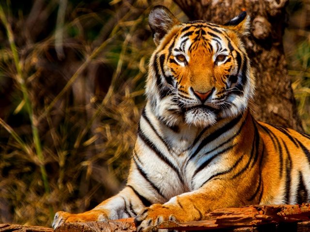 Maharajah Jungle Trek Tiger one of the best attractions at Animal Kingdom. Walt Disney World Resort.