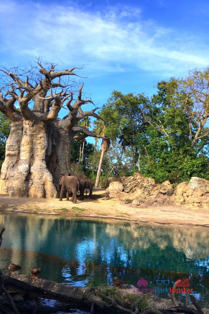Animal Kingdom Safari with Elephants next to tree. Keep reading to get the best Animal Kingdom rides for solo travel to Disney World.