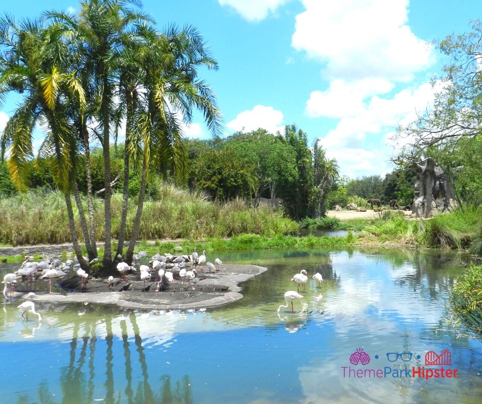 Animal Kingdom African Safari with flamingos eating in the water. Keep reading to discover more of the best things to do at Disney World for solo travelers.