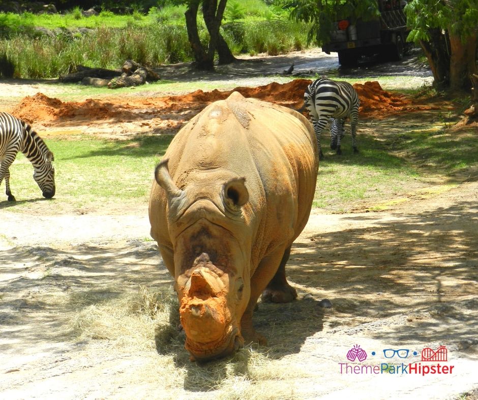 Animal Kingdom African Safari with rhinoceros and zebra eating hay. Keep reading to get the best Animal Kingdom tips.