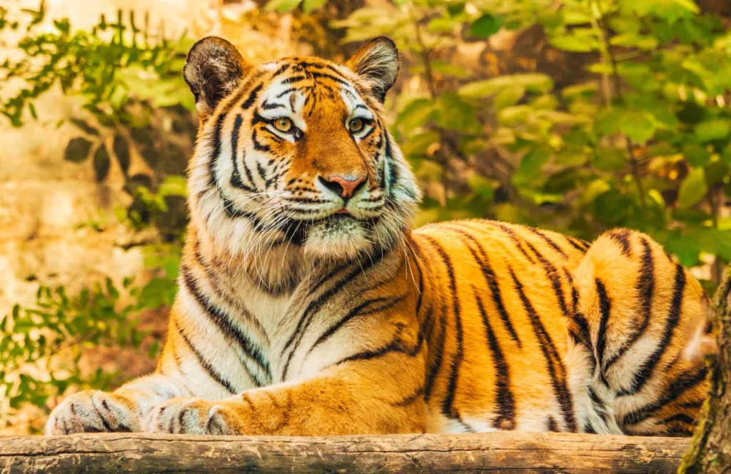 Photo of a tiger looking off into the distance surrounded by foliage within the enclosure.  Keep reading to find out all there is to know about Busch Gardens Tampa animals. 