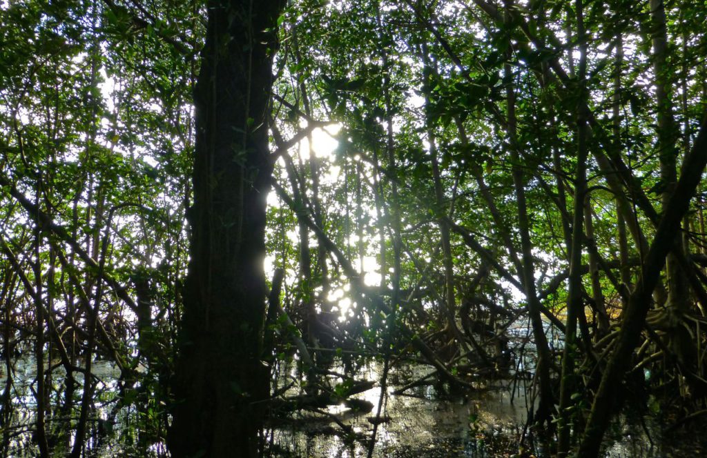 Disney Wildlife Preserve wetlands in Florida