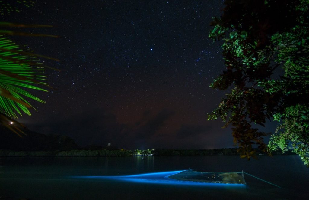 Bioluminescent-Kayaking with the water glowing. Keep reading to discover more of the best things to do in Orlando for adults. 