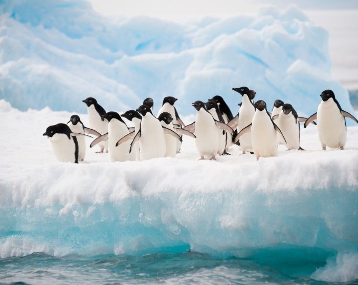 Penguins at Seaworld