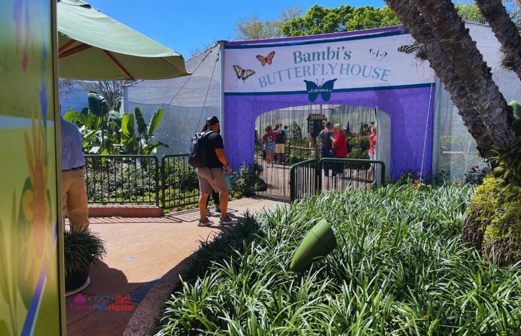 Epcot Flower and Garden Festival Bambi’s Butterfly House. Keep reading to learn how to go to Epcot Flower and Garden Festival alone and how to have the perfect solo Disney World trip.