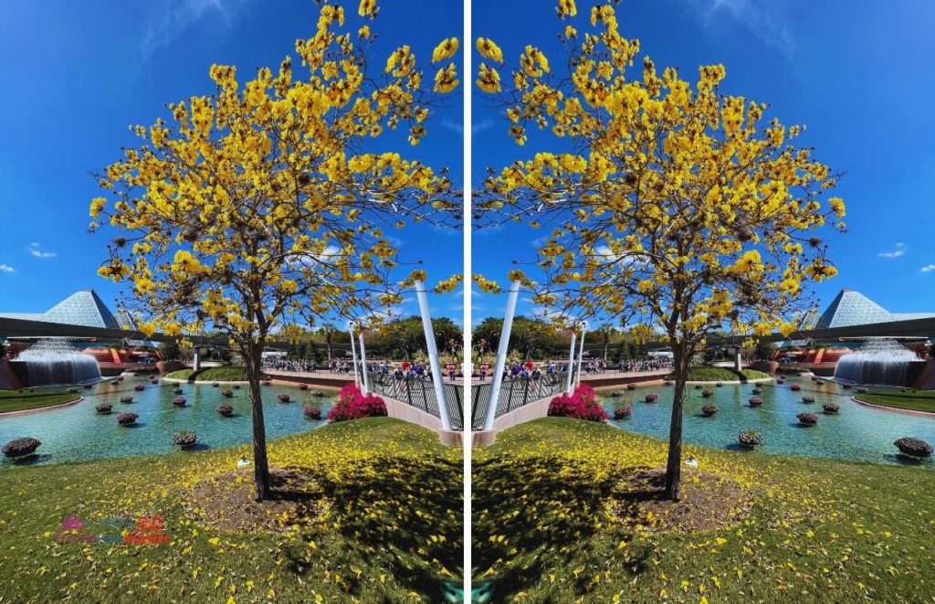 2025 Epcot Flower and Garden Festival Beautiful Yellow Tree in front of Imagination Pavilion. Keep reading for the best Epcot International Flower and Garden Festival tips!