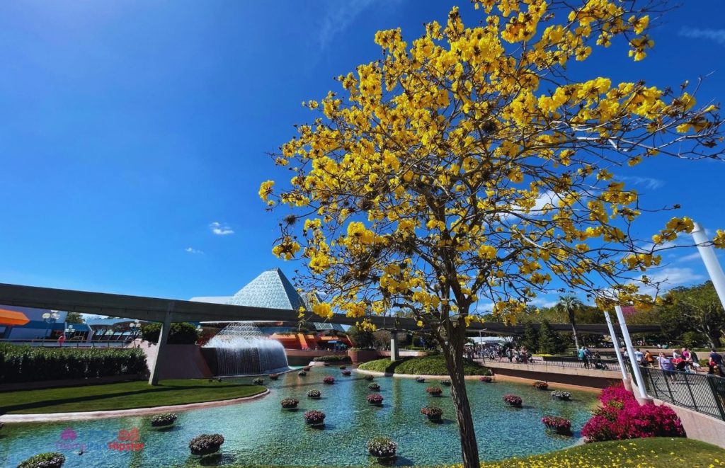 Epcot International Flower and Garden Festival Beautiful Yellow Tree in front of Journey into Your Imagination with Figment