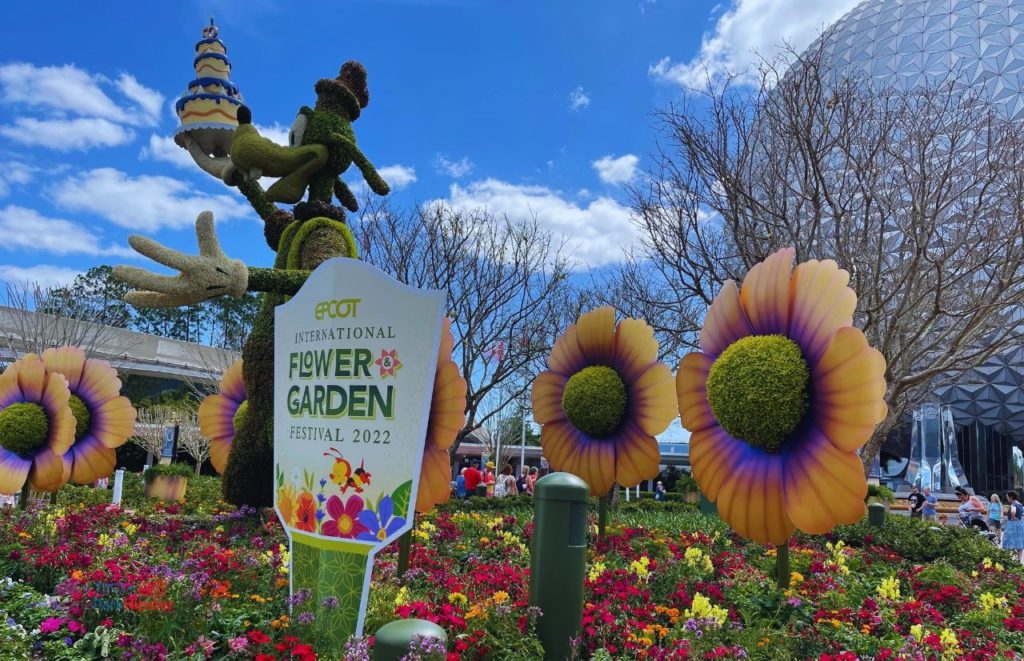 Epcot Flower and Garden Festival Tips Goofy with 50th Anniversary Cake in front of Spaceship Earth. Keep reading for the best Epcot International Flower and Garden Festival tips!