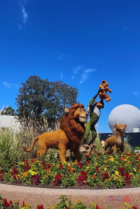 Epcot Flower and Garden Festival Tips The Lion King Topiary with Simba. Keep reading for the best Epcot International Flower and Garden Festival tips!