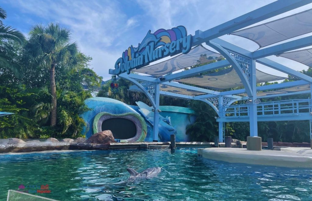 SeaWorld Orlando Resort Solo Trip Dolphin Nursery