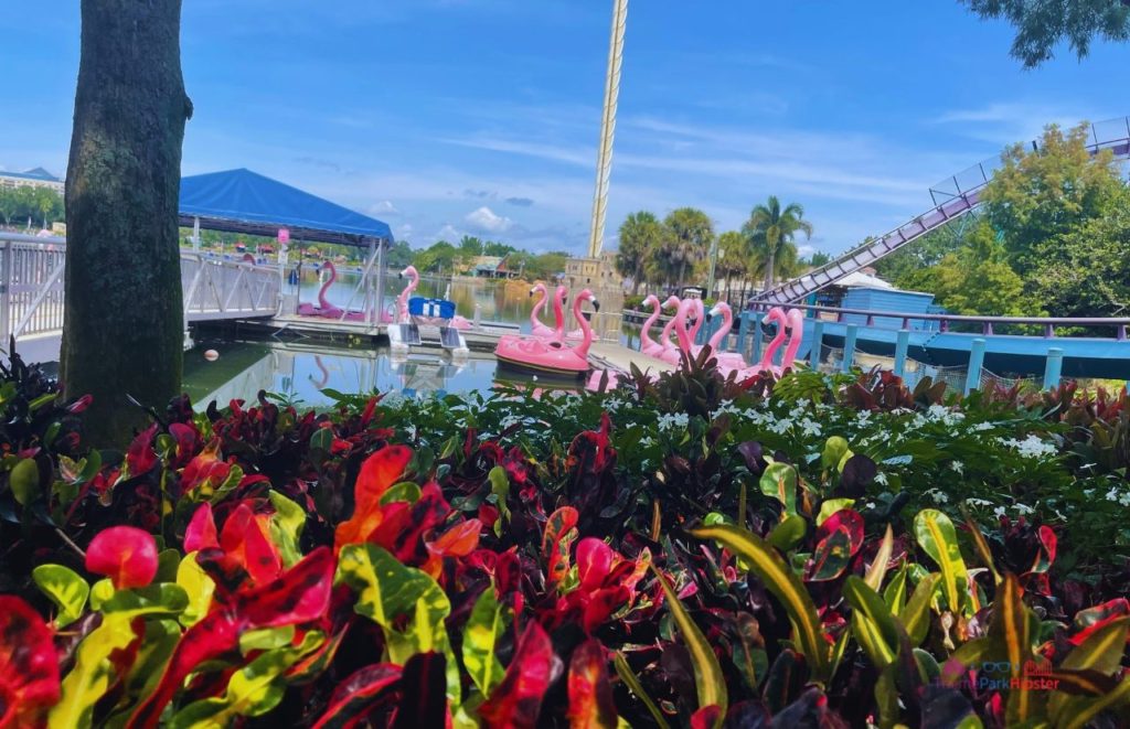 SeaWorld Orlando Flamingo Paddleboats. Keep reading to get the best SeaWorld Orlando tips, secrets and hacks.