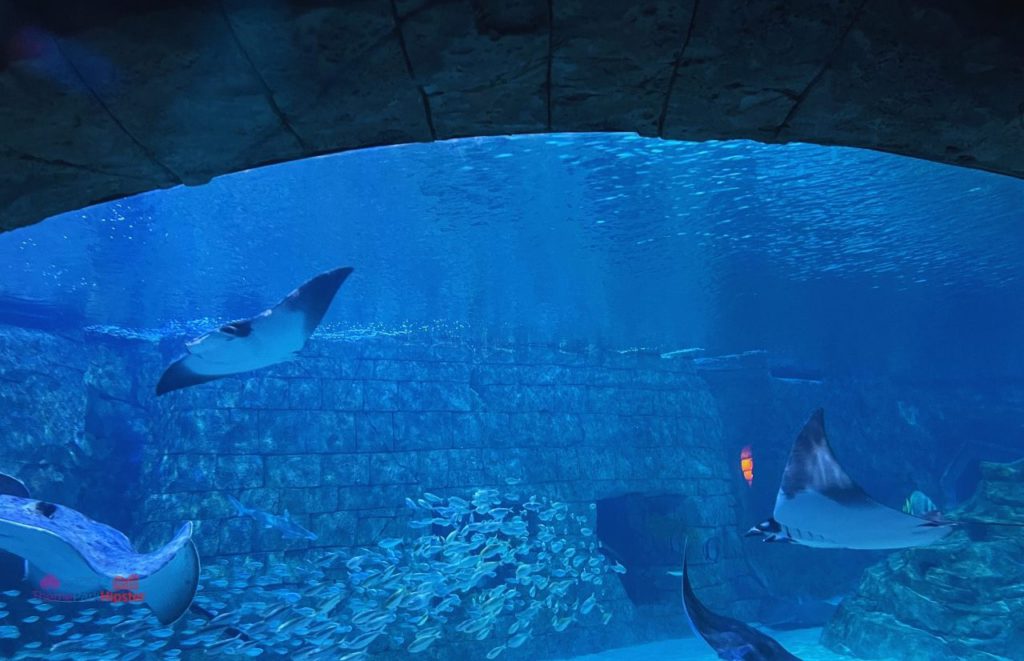 SeaWorld Orlando Manta Stingray aquarium in the roller coaster.