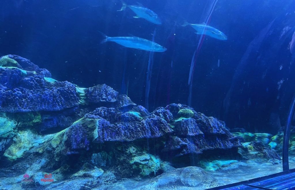 SeaWorld Orlando Shark Encounter Attraction with Fish in Aquarium. Keep reading to learn how to avoid with SeaWorld wait times with quick queue skip the line pass.
