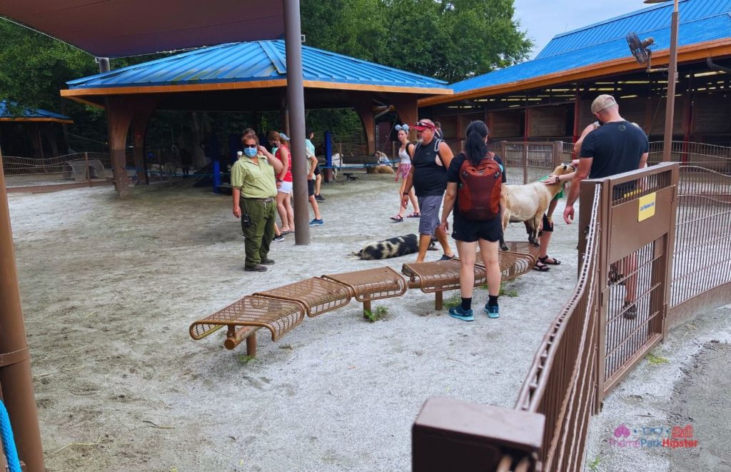 Rafiki's Planet Watch Conservation Station at Disney Animal Kingdom petting goats. Keep reading to get the best Animal Kingdom rides for solo travel to Disney World.