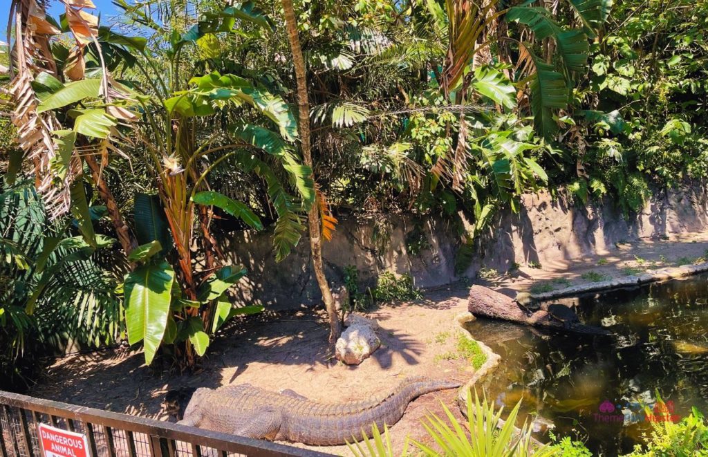 Busch Gardens Tampa Bay Alligators. Want the perfect Busch Gardens itinerary? Keep reading to see is one day enough for busch gardens tampa.