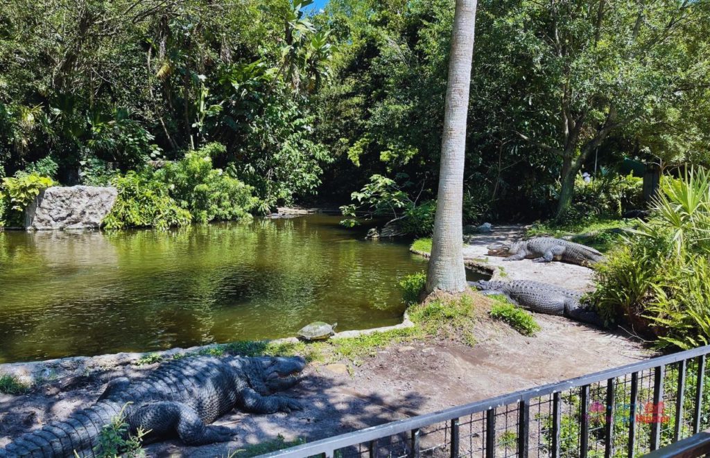 Busch Gardens Tampa Bay Alligators sitting in the shade