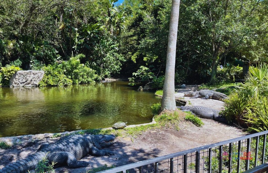 Busch Gardens Tampa Bay Alligators sitting in the shade. Keep reading to find out all there is to know about Busch Gardens Tampa animals. 