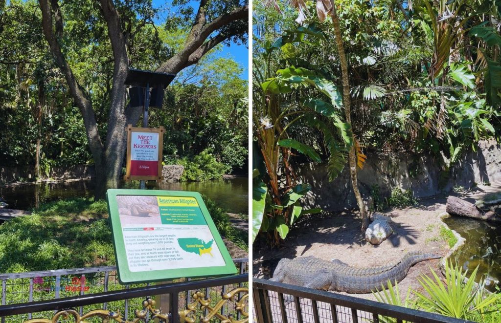 Busch Gardens Tampa Bay Alligators sitting on the sand and open viewing area with signage. Keep reading to learn about Busch Gardens Tampa animals. 