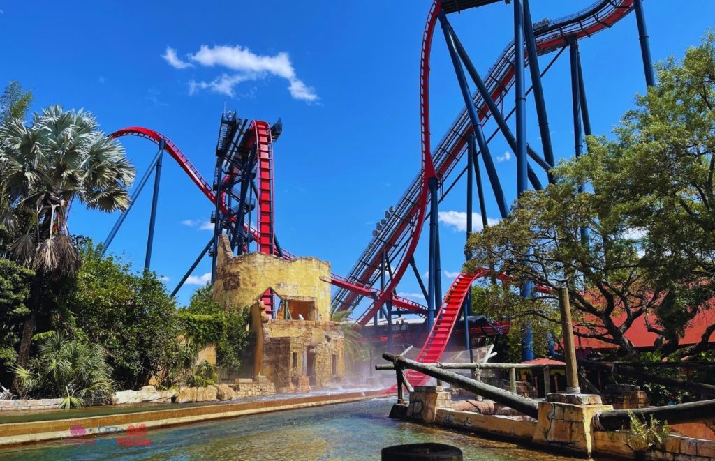 Busch Gardens Tampa Bay Sheikra roller coaster two drops. One of the best things to do at Busch Gardens Tampa for adults.