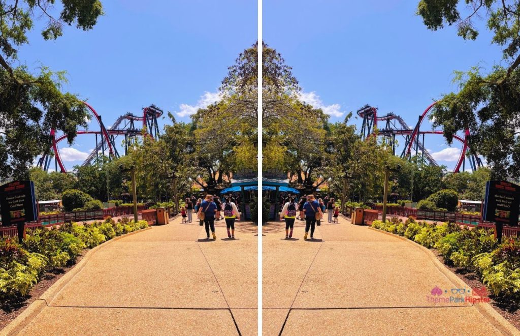 Busch Gardens Tampa Bay Sheikra view from sidewalk