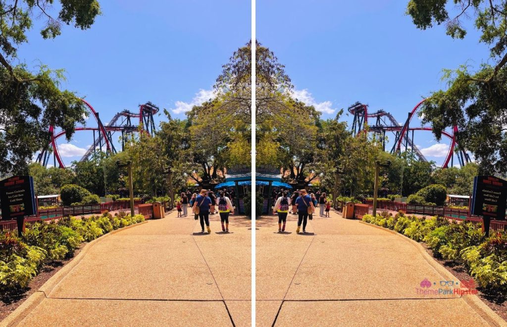 Busch Gardens Tampa Bay Sheikra view from sidewalk