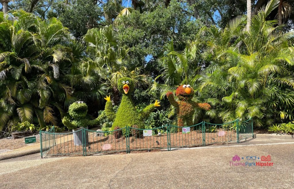 Busch Gardens Tampa Bay big bird elmo cookie monster sesame street topiaries. Keep reading to learn how to find cheap Busch Gardens tickets.