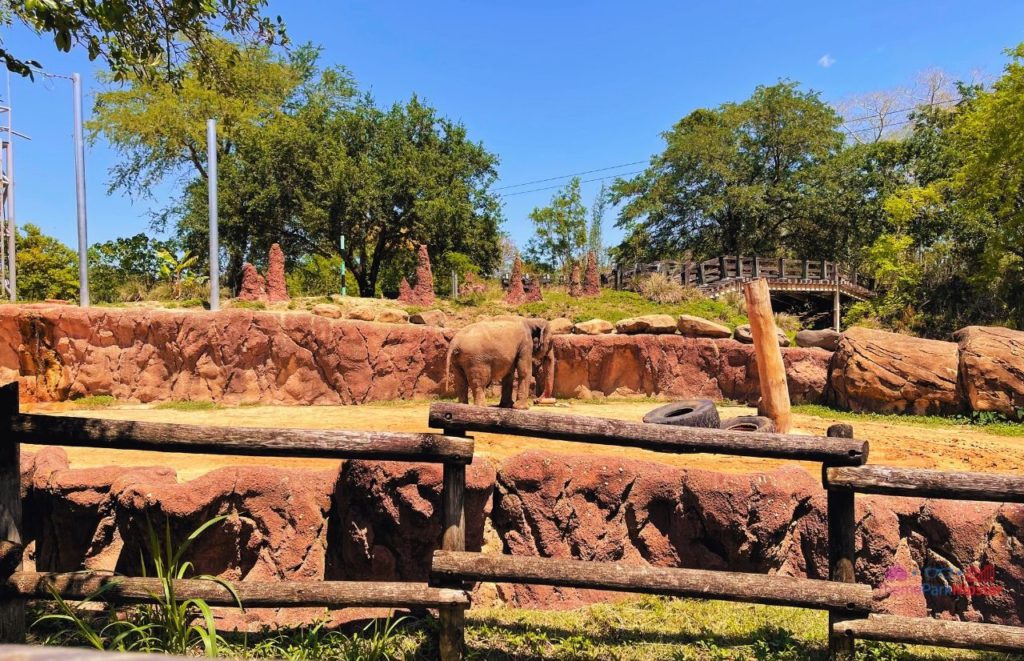 Busch Gardens Tampa Bay elephants grazing. Keep reading to discover more about Busch Gardens Tampa animals.