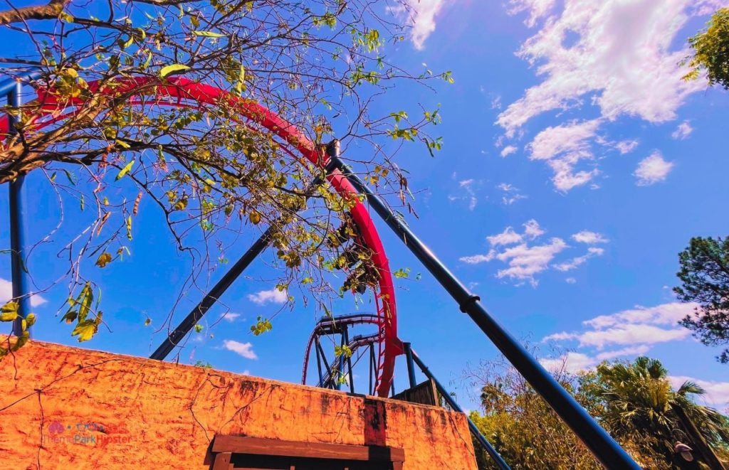 Busch Gardens Tampa Bay thrilling Sheikra roller Coaster from back