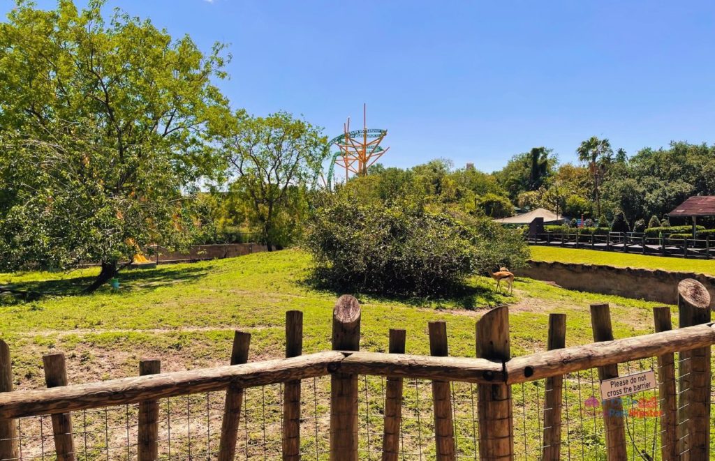 Busch Gardens Tampa Cheetah Hunt view