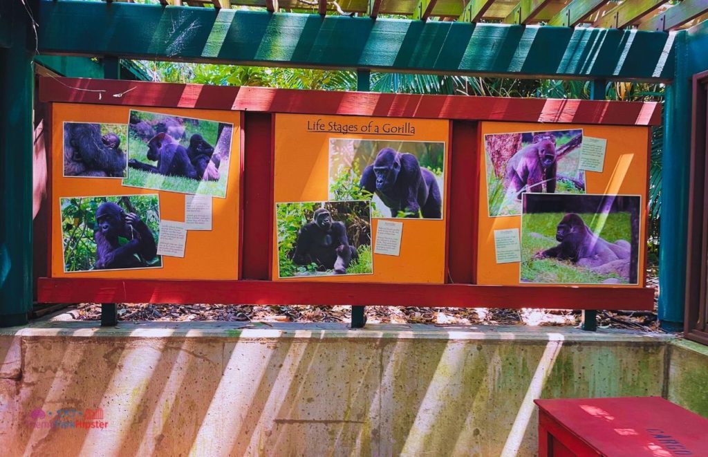 Display wall with the Life Stages of gorillas at Myombe Reserve at Busch Gardens Tampa. Keep reading to discover more about Busch Gardens Tampa animals.