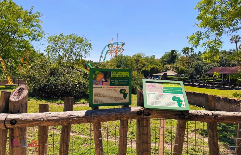 Busch Gardens Tampa cheetah hunt behind west African black crown crane. One of the best roller coasters at Busch Gardens Tampa.