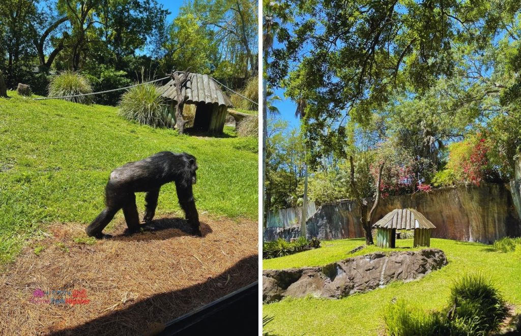 Busch Gardens Tampa chimpanzee area Myombe Reserve with chimpanzee. Keep reading to find out all there is to know about Busch Gardens Tampa animals. 