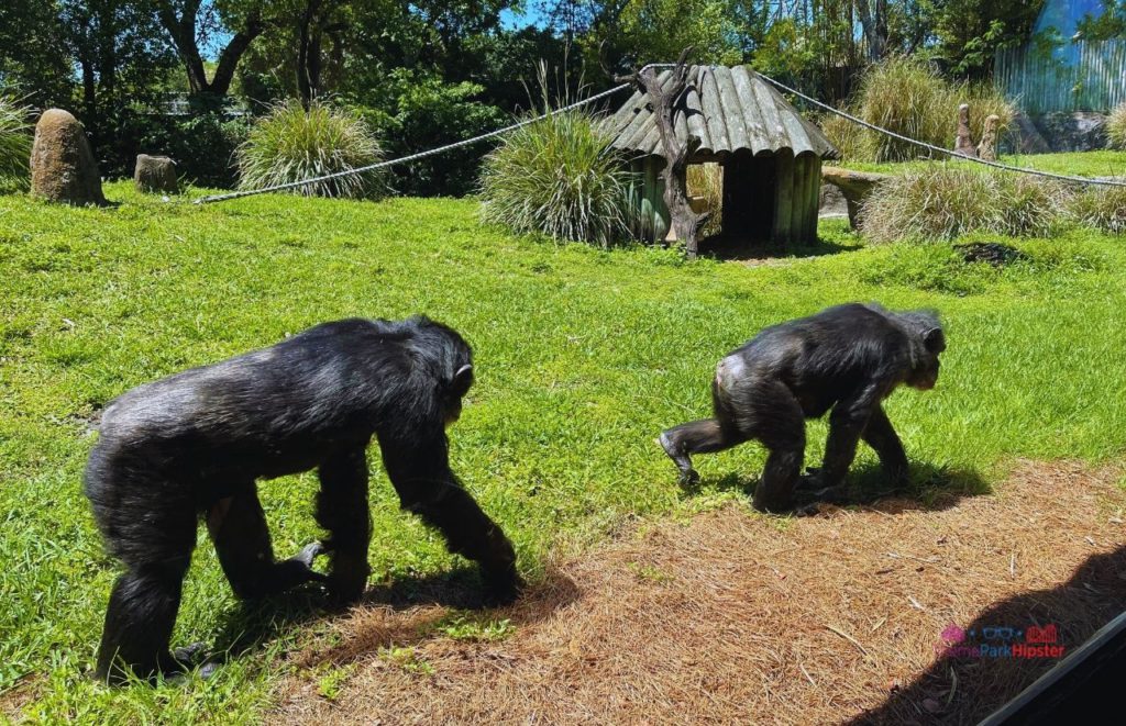 Chimpanzees walking by at  Myombe Reserve at Busch Gardens Tampa. Keep reading to find out all there is to know about Busch Gardens Tampa animals. 