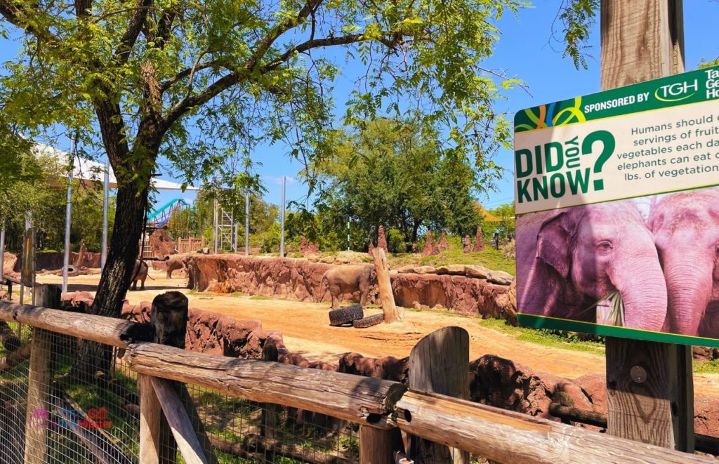 Busch Gardens Tampa elephants area with elephants out walking and a Did You Know sign with elephant information at the open viewing area. Keep reading to learn more about Busch Gardens Tampa animals.